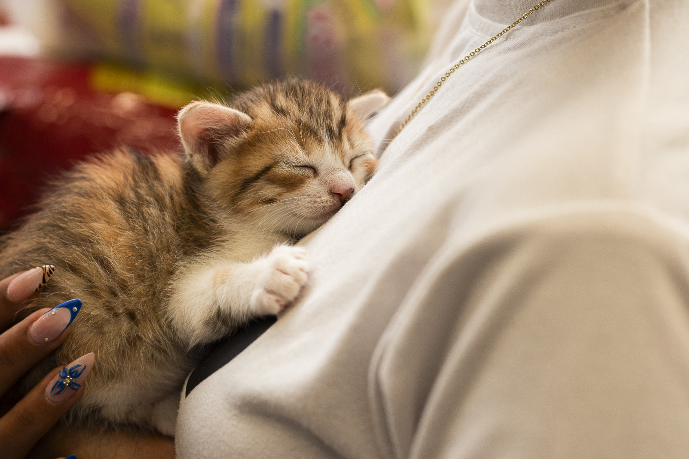 Adoptar también es transformar vidas: Vidapets impulsa espacios para conectar mascotas con nuevas familias