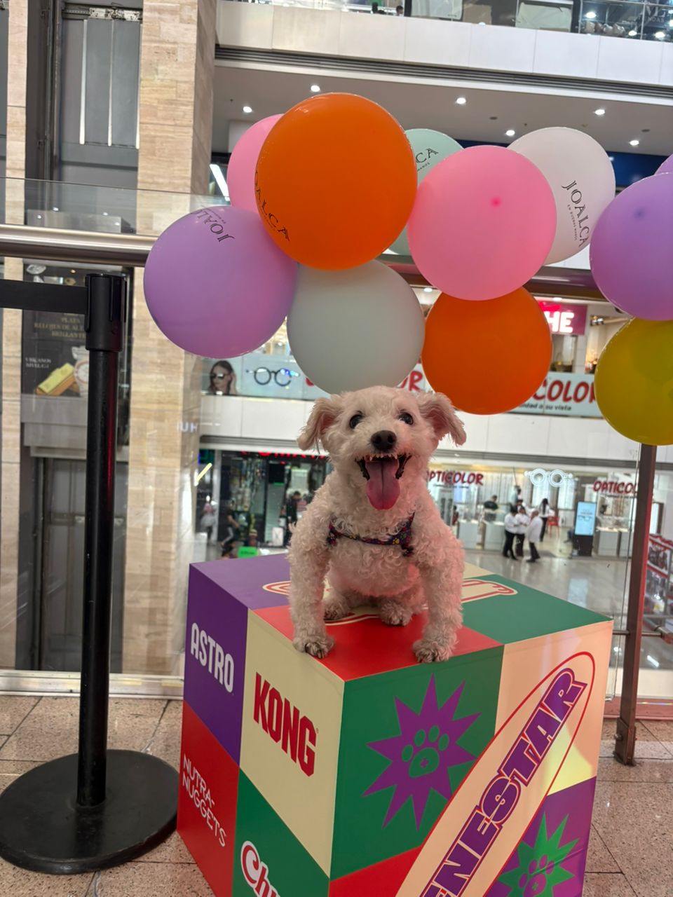 Festipatitas celebra su segunda edición en Maracay con una experiencia integral para mascotas y sus familias